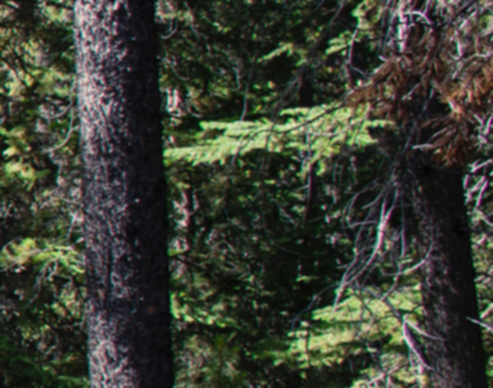 Tree surgeon gloucester
